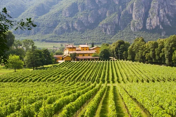 Croatia — Viveres Selections